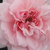 Roz - Trandafir nostalgic - Blush™ Winterjewel®